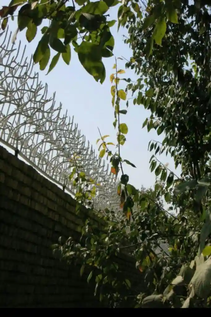 مشخصات قیمت حفاظ شاخ گوزنی