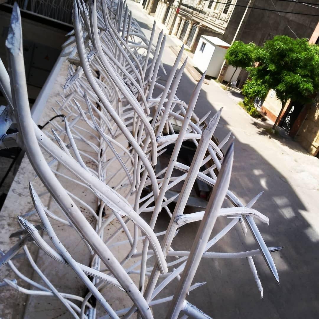 حفاظ شاخ گوزنی