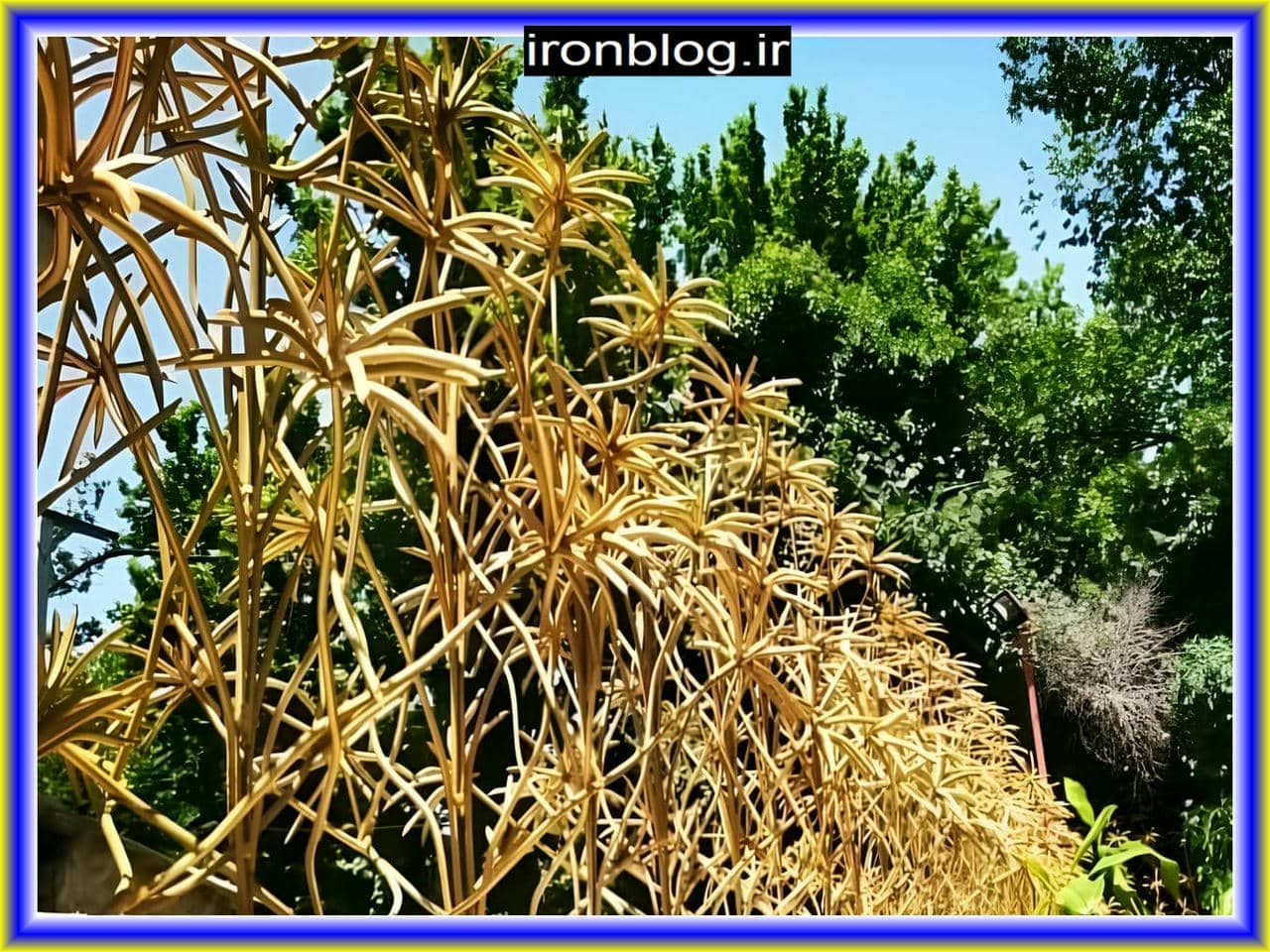 ارتفاع و تراکم حفاظ دیواری