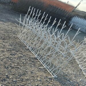 حفاظ شاخ گوزنی تراکم 31