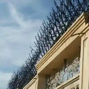 حفاظ شاخ گوزنی