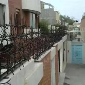 حفاظ شاخ گوزنی