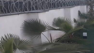 نرده شاخ گوزنی در رفسنجان