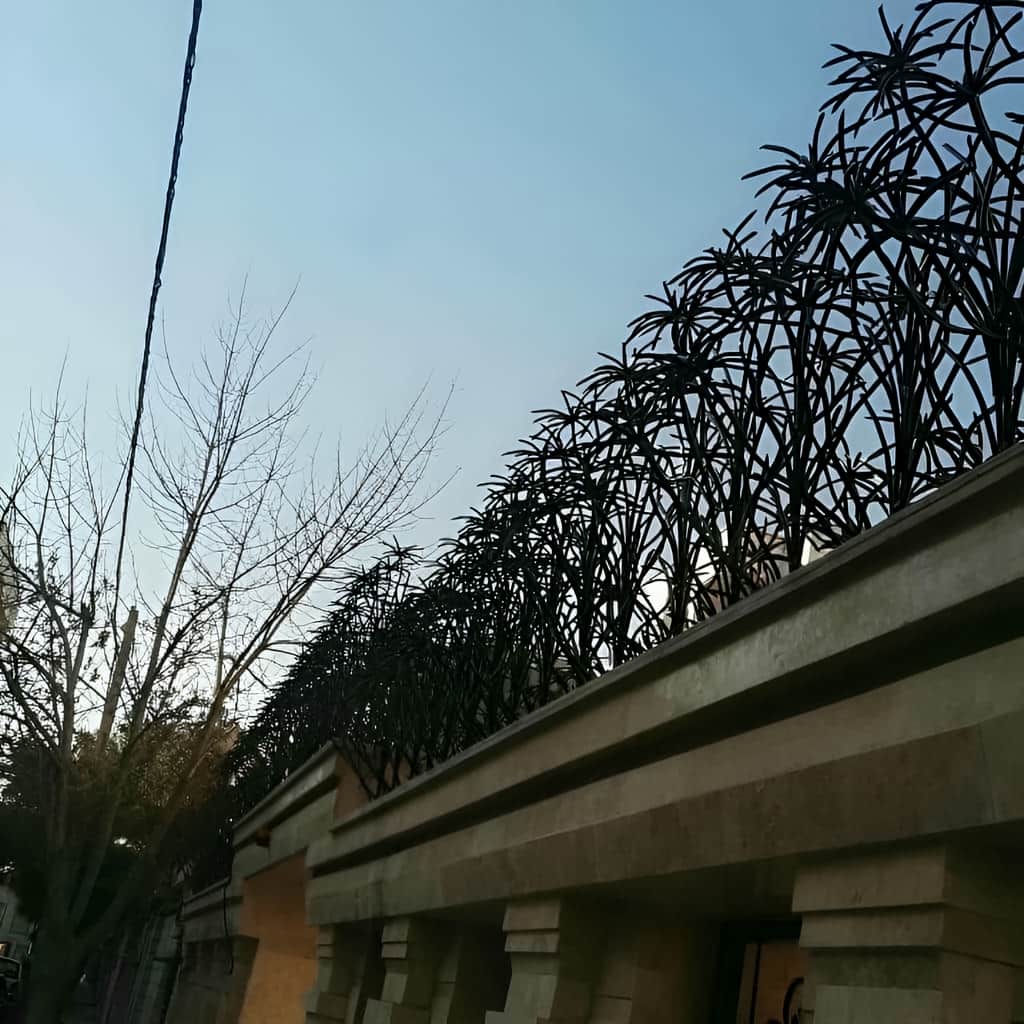 حفاظ نخل مرداب مشکی روی دیوار خیس