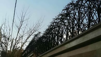 حفاظ نخل مرداب مشکی روی دیوار خیس